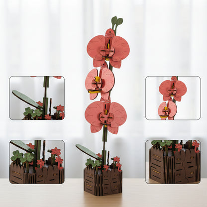 Orchid
