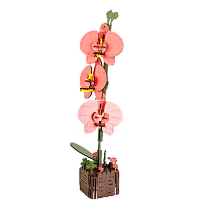 Orchid